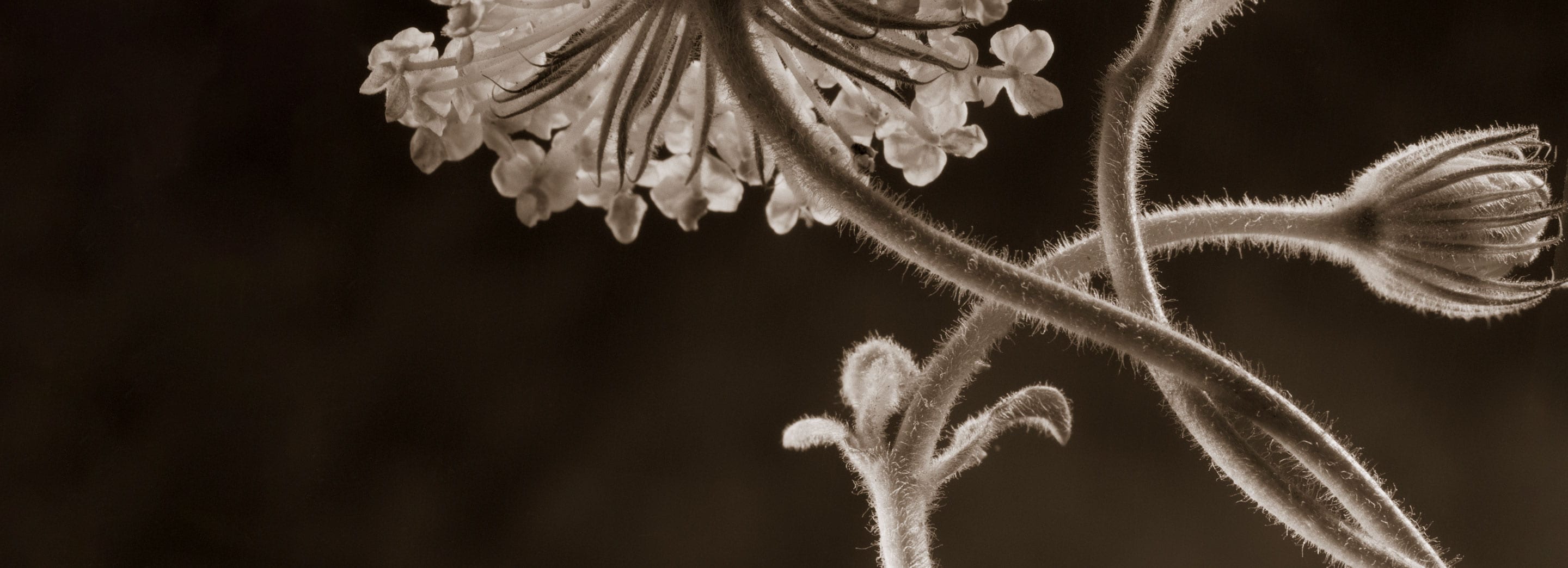 Abstract shot of flower and its stems